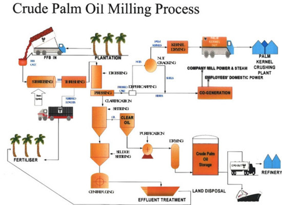 processus d'extraction de l'huile de palme