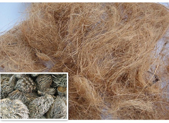  Régimes et fibres de palmiers