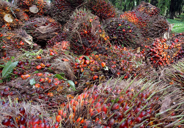 Rambles de fruits frais en attente de traitement dans une huilerie