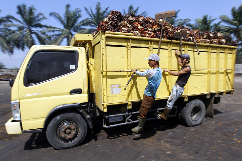 machine de réception des fruits de palme
