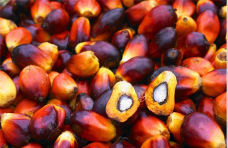 fruit de palmier frais