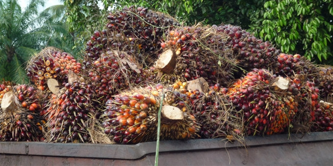 fruit de palme
