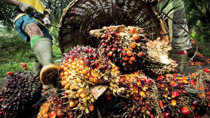 Régimes de fruits de palmier