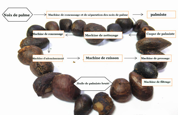 processus d'extraction de l'huile de palmiste