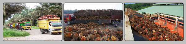Machine de production de presse à huile de palme