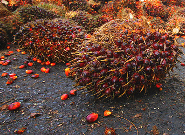Machines de traitement de l'huile de palme