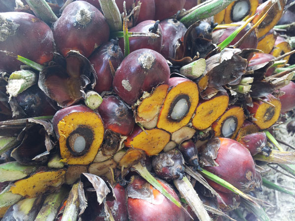 Plantation de palmiers à huile