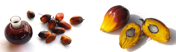 Huile de palme