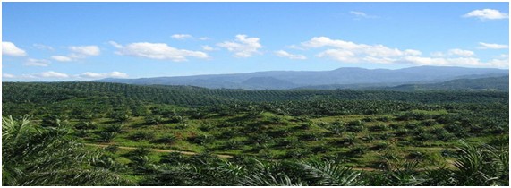 malaysia palm oil yeild
