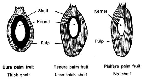 types de fruits de palmier