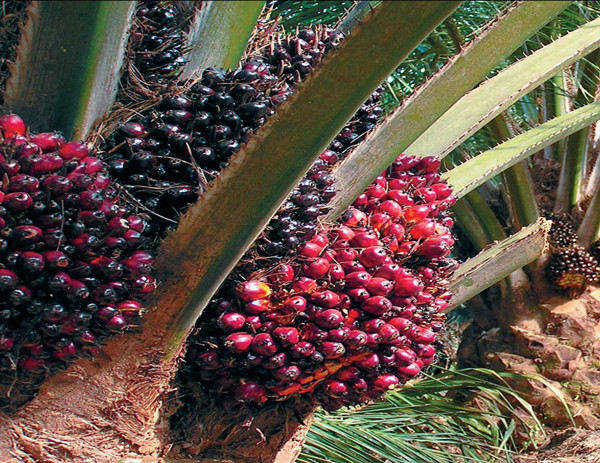 plantation de palmiers à huile