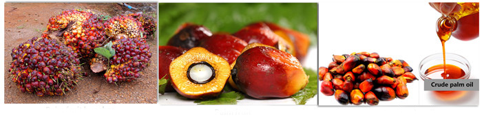 fruit de palmier