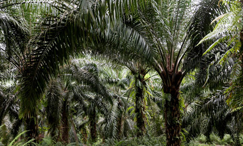 exploitation de palmiers à huile en afrique
