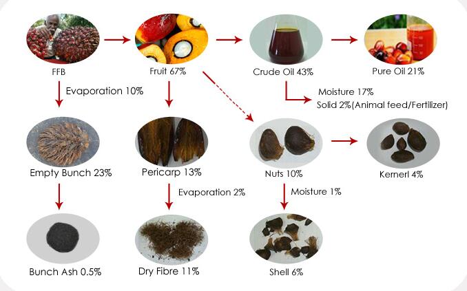 processus de production d'huile de palme