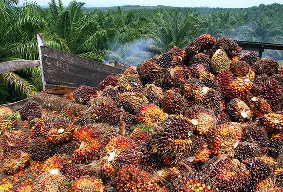 Régimes de fruits de palme