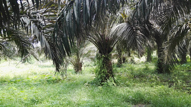 plantation de palmiers à huile