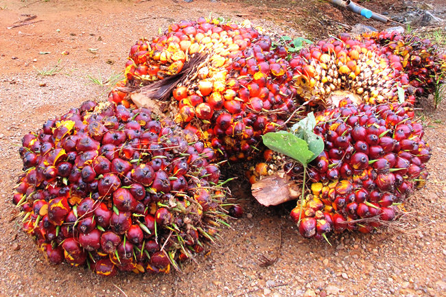fruit de palme