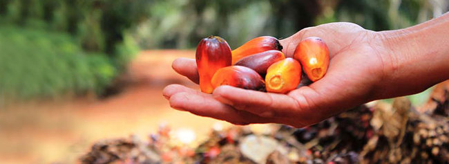 fruit de palmier