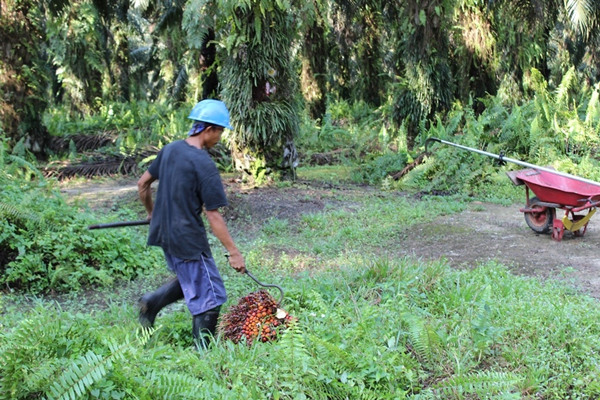 récolteuse d'huile de palme