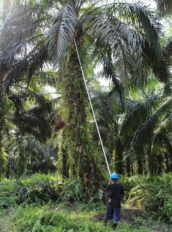 Récolteur d'huile de palme au travail