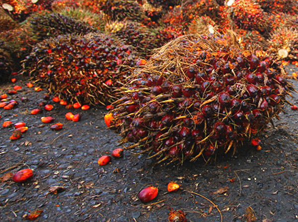 Régimes de fruits de palme