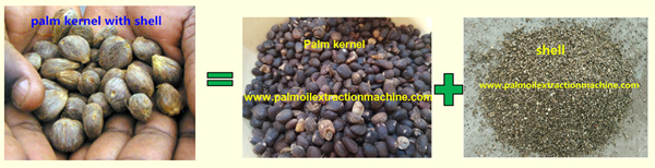 craqueur de noix de palme