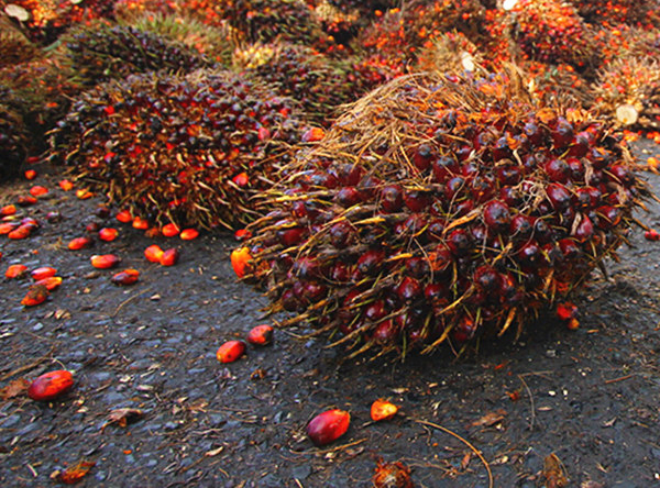 Production de palmiers à huile en Malaisie