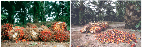 Processus de transformation de l'huile de palme