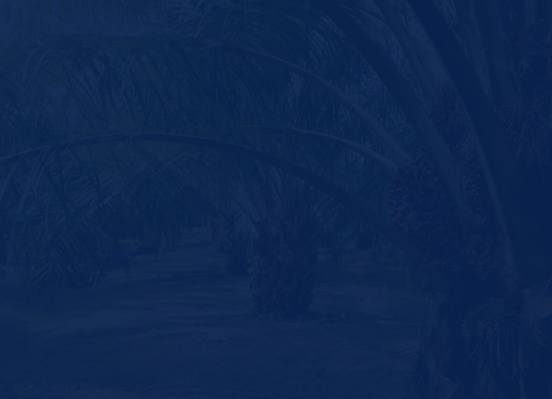 palm tree